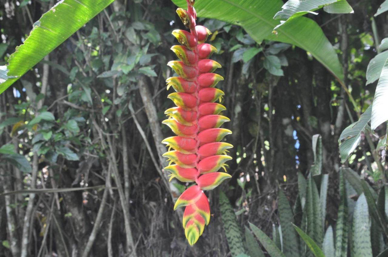 Hospedaje Amanecer Bed & Breakfast Turrialba Exterior photo