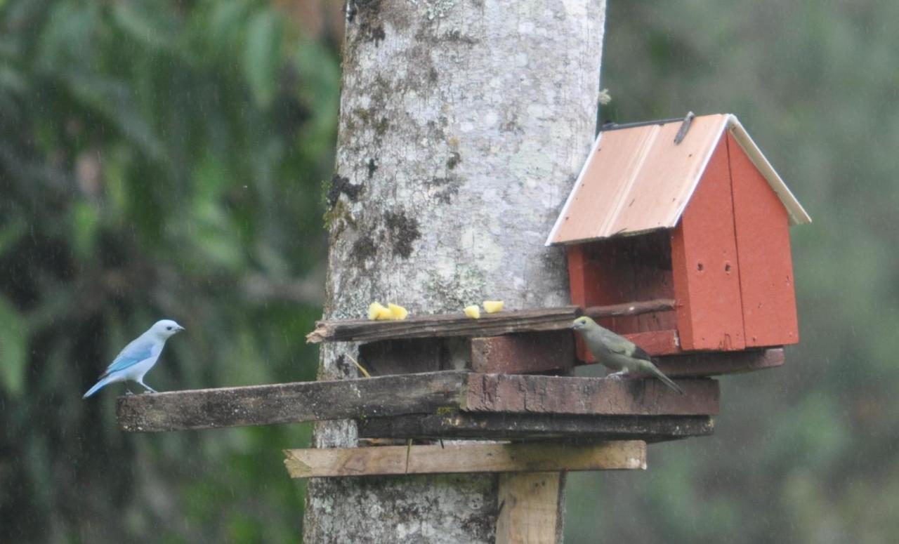 Hospedaje Amanecer Bed & Breakfast Turrialba Exterior photo